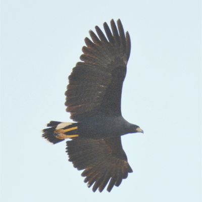 Great Black Hawk (2)
